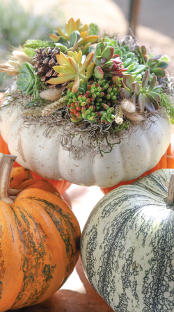 Pumpkin Party Adult